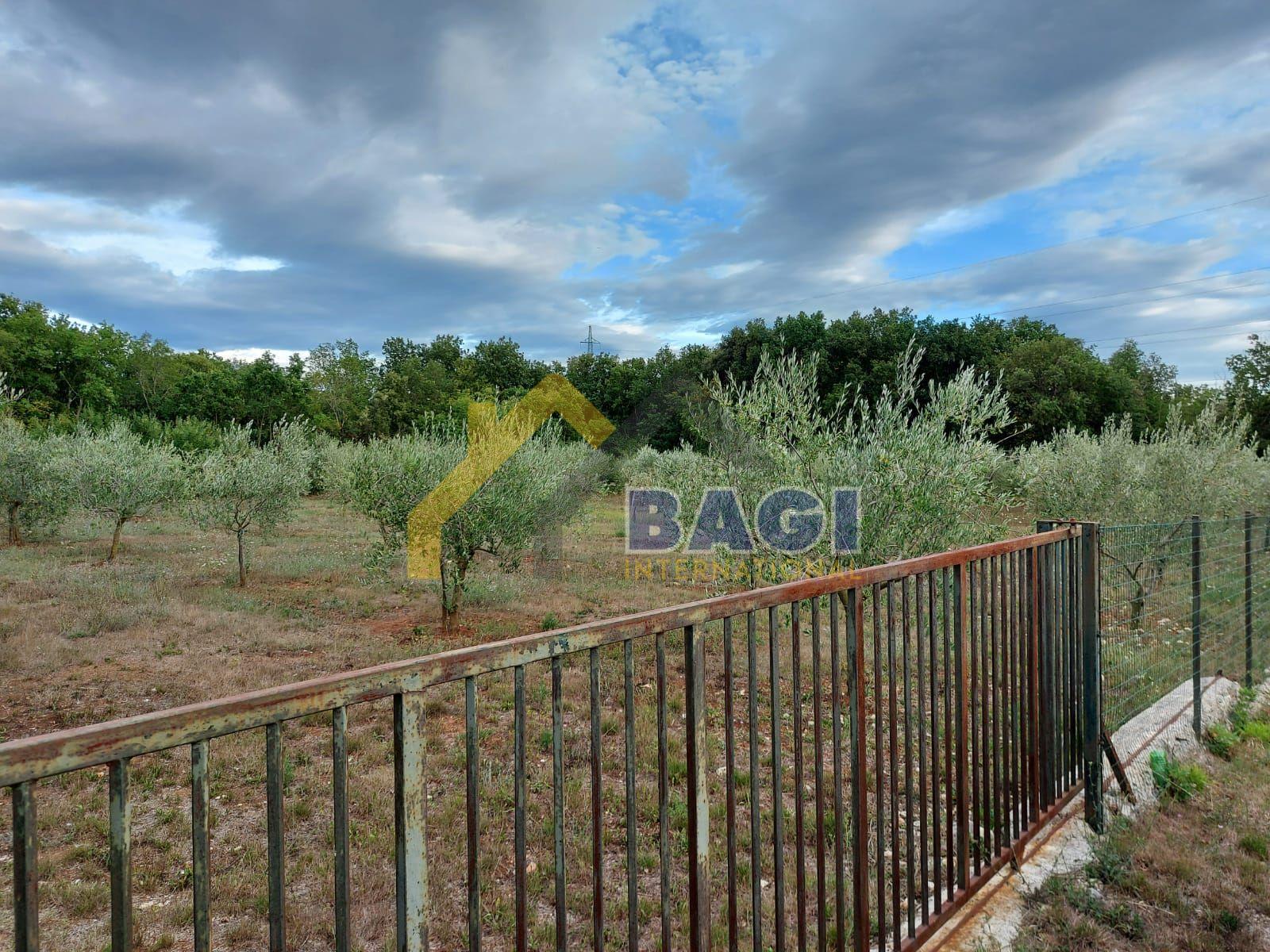 ISTRA - MEDULIN Maslinik