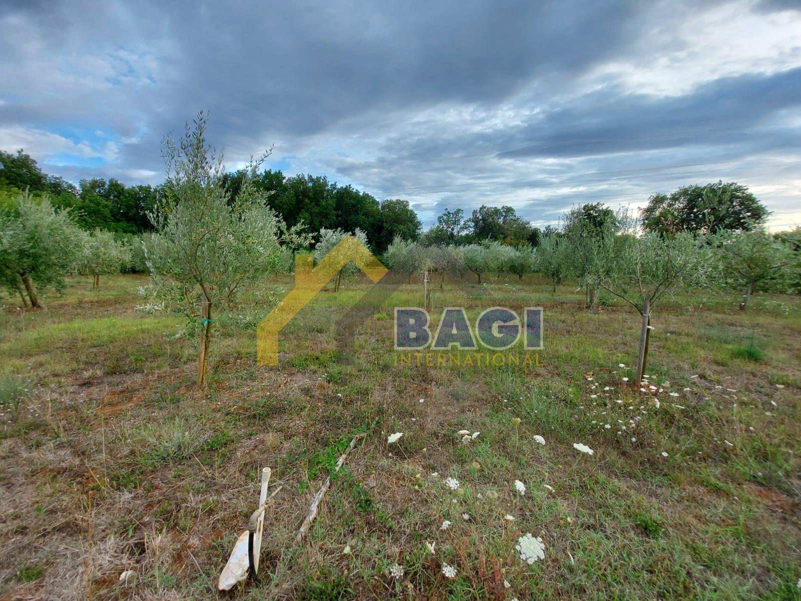 ISTRA - MEDULIN Maslinik